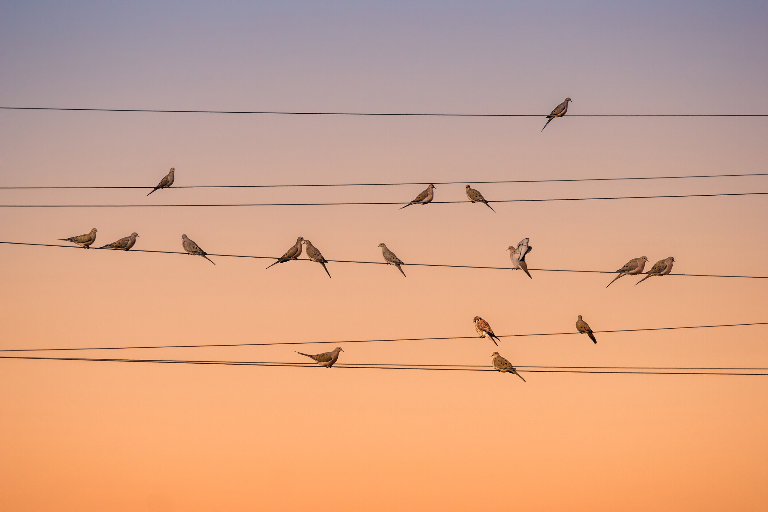 Peaceful Doves Golden Hour