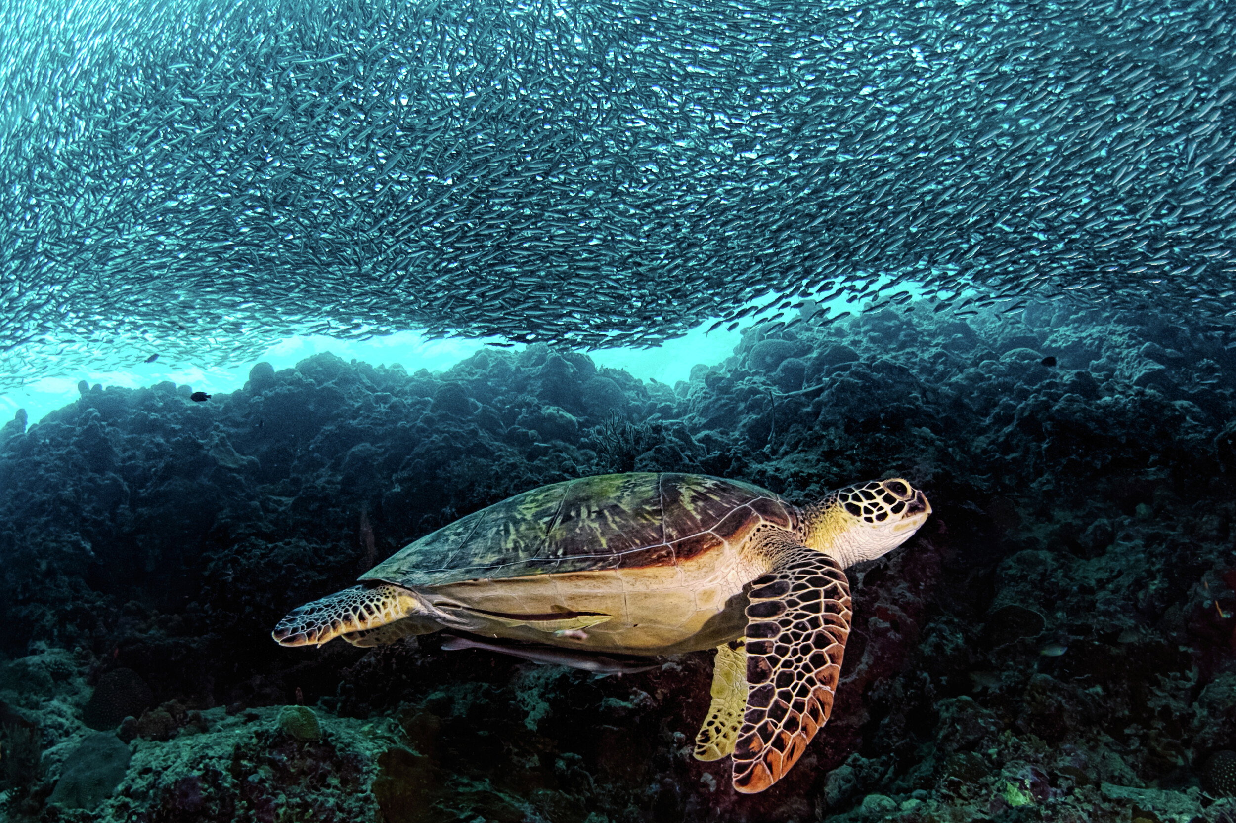 Sea Turtle Under Fish School