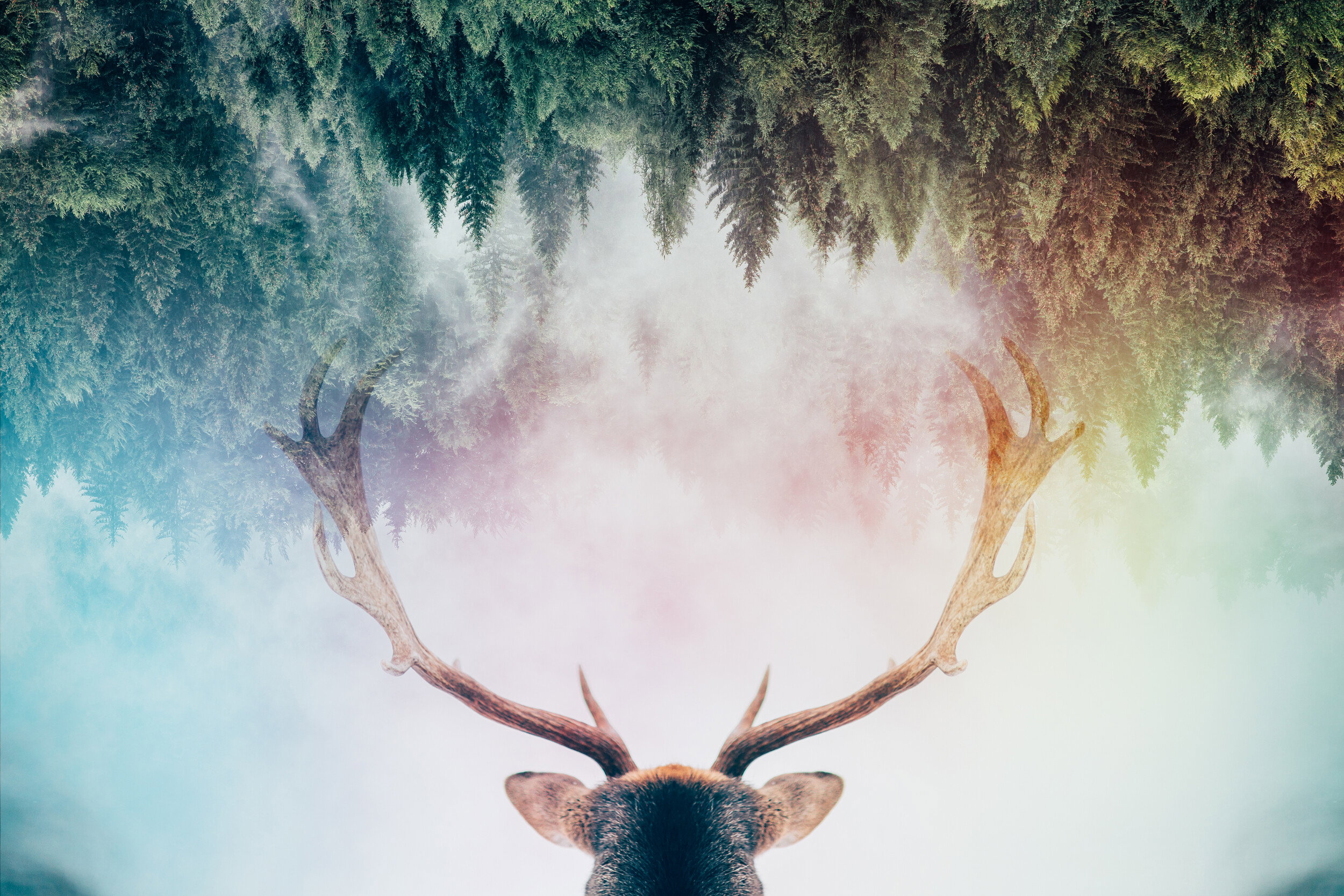 Mystical Forest Stag