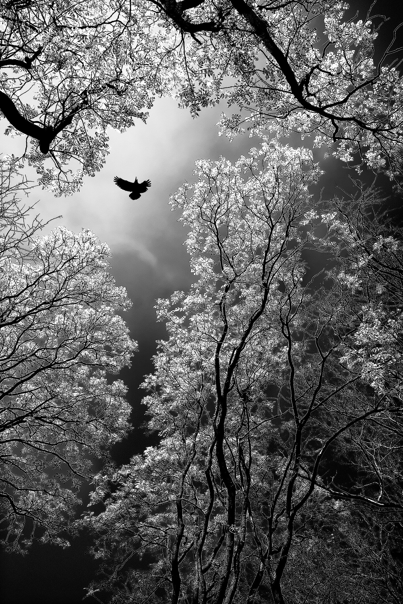 Ethereal Forest Flight