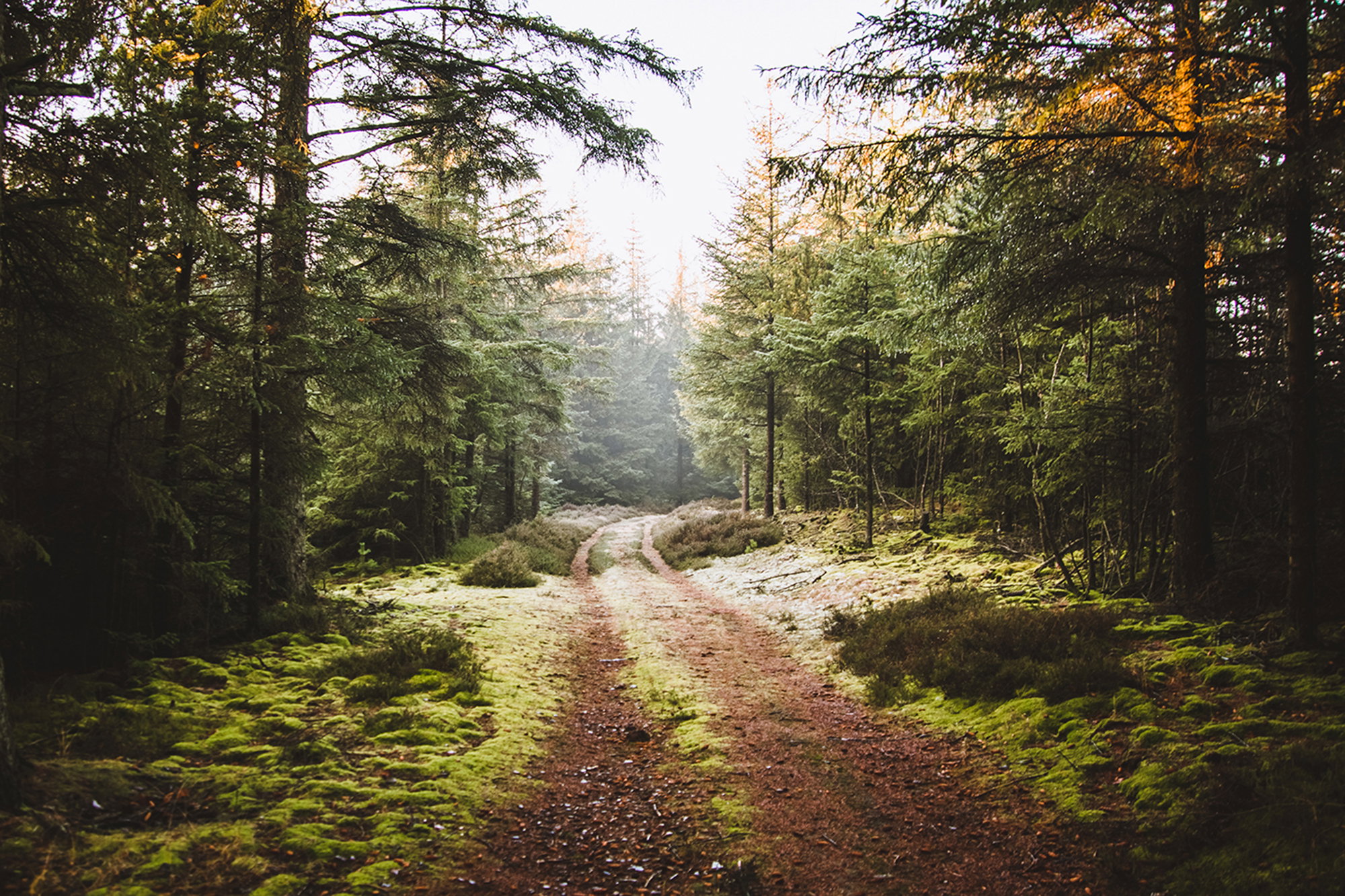 Nasjonalpark Thy I