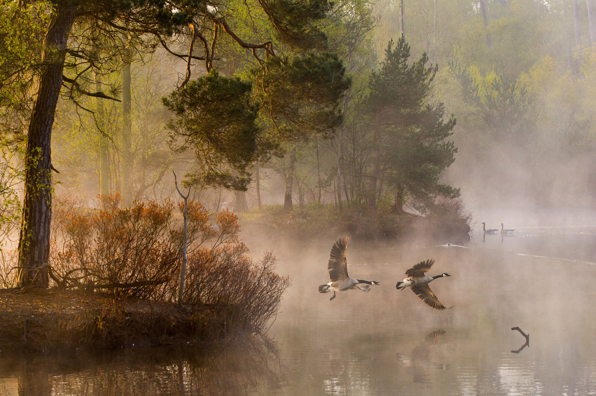 Misty Morning Geese Flying