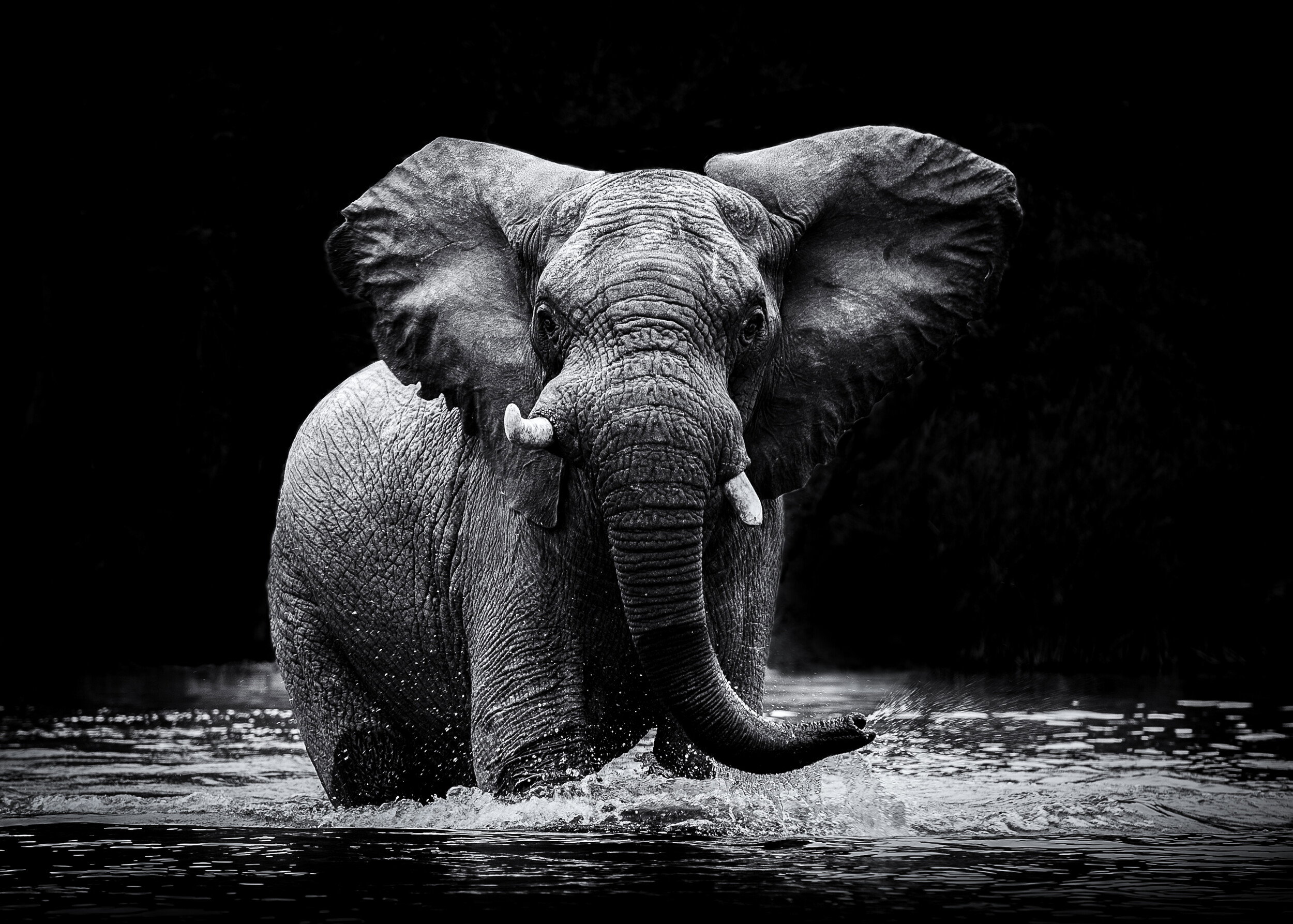 Majestic Elephant In Water