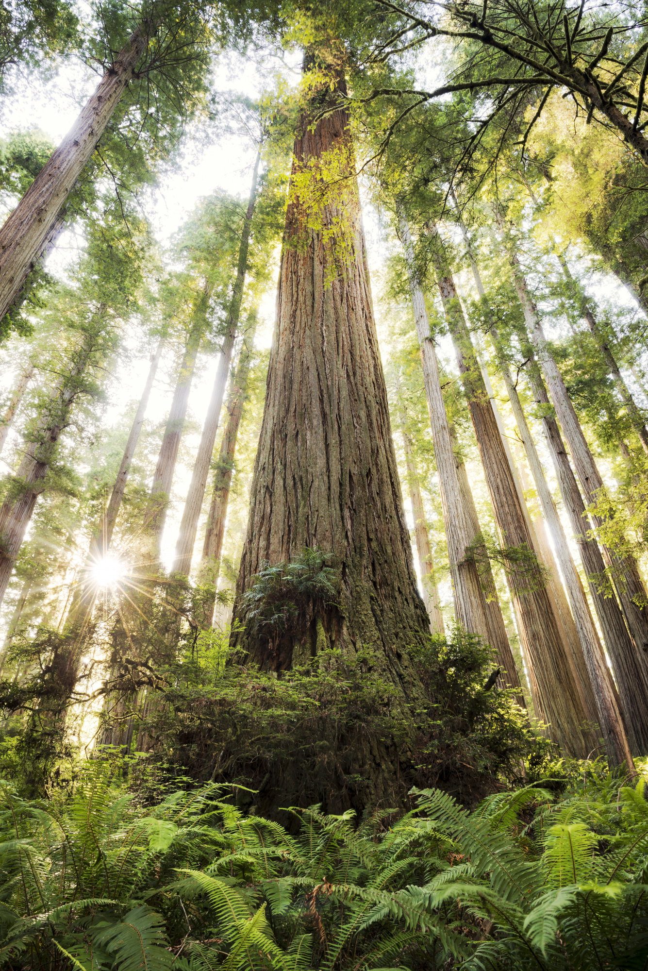 Beautiful Forest