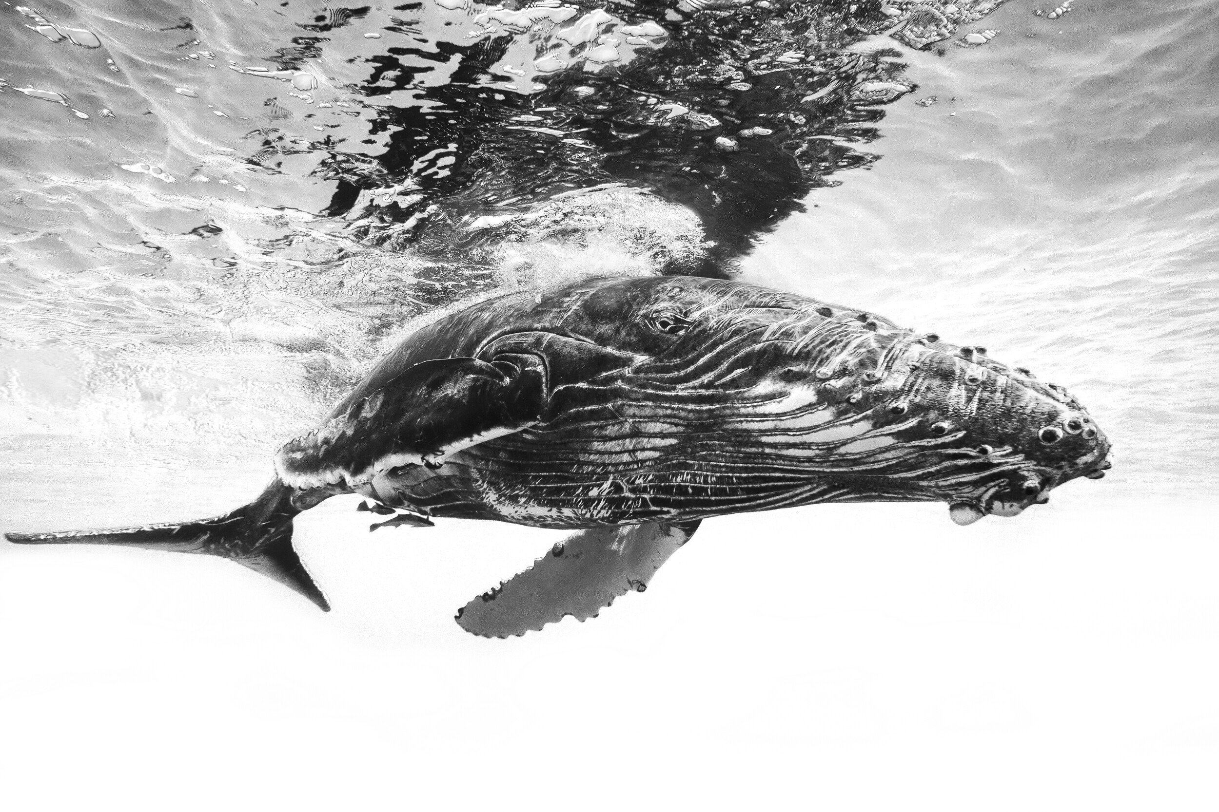 Majestic Humpback Whale
