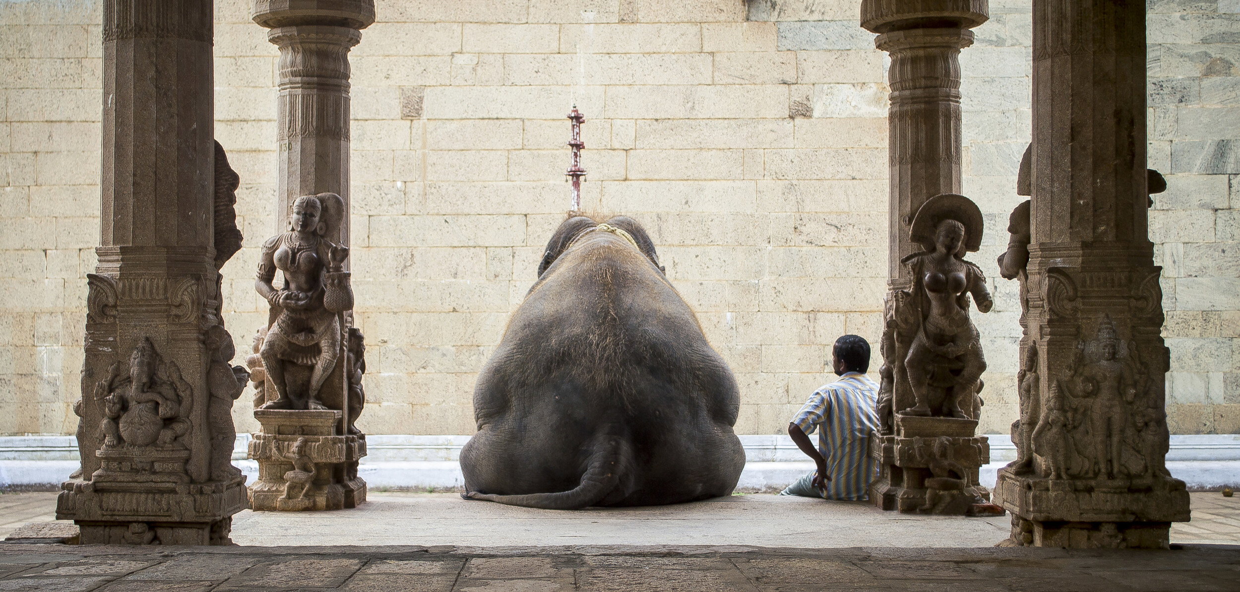 Sacred Temple Elephant