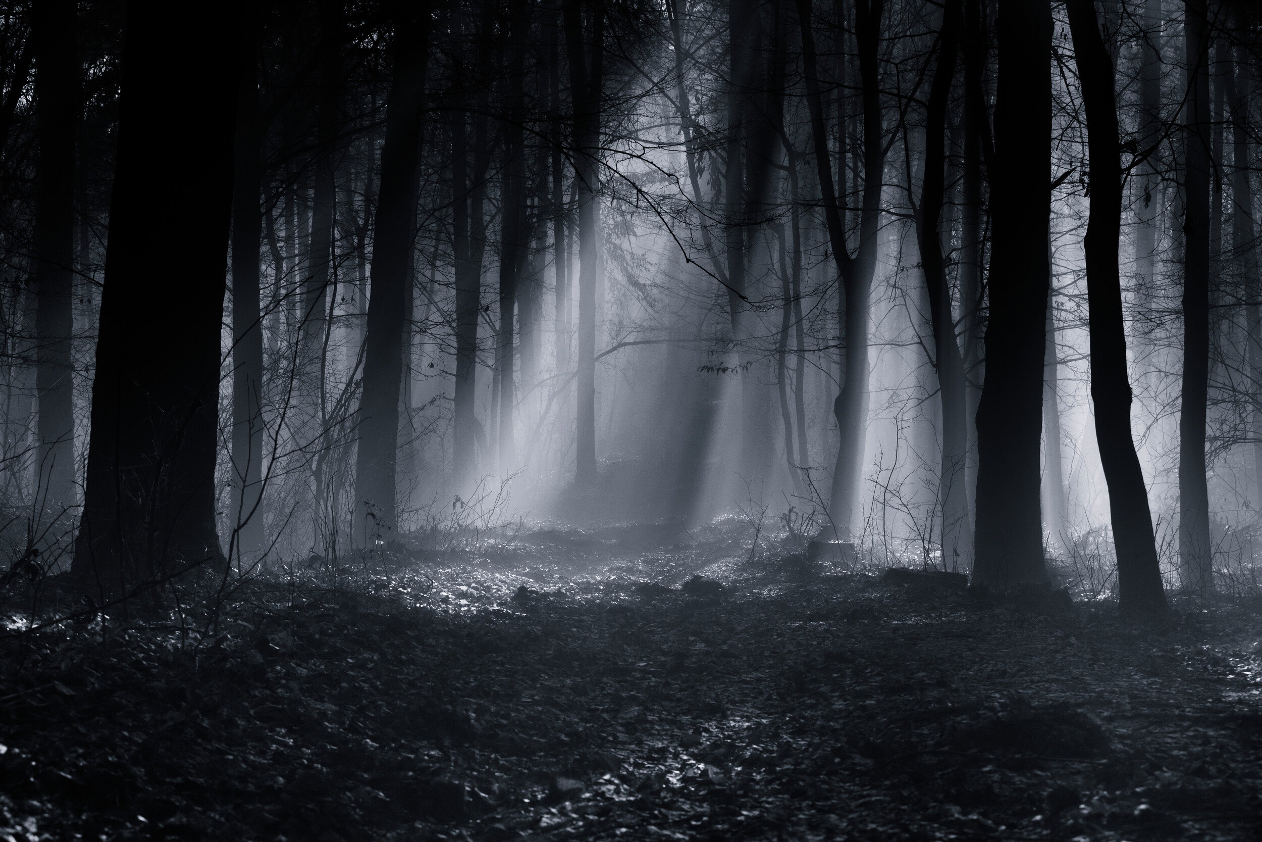 Mysterious Forest Path