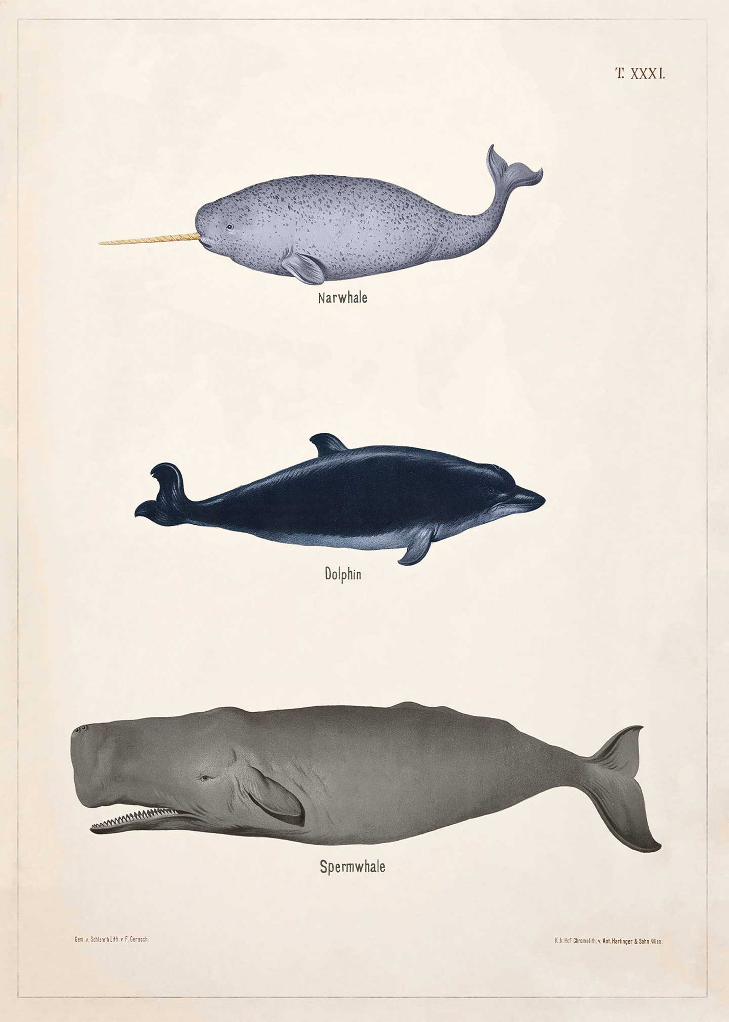 Narhval, delfin, kaskelott - T.XXXI - Theod. Breidwiser F. Gerasch - 1889