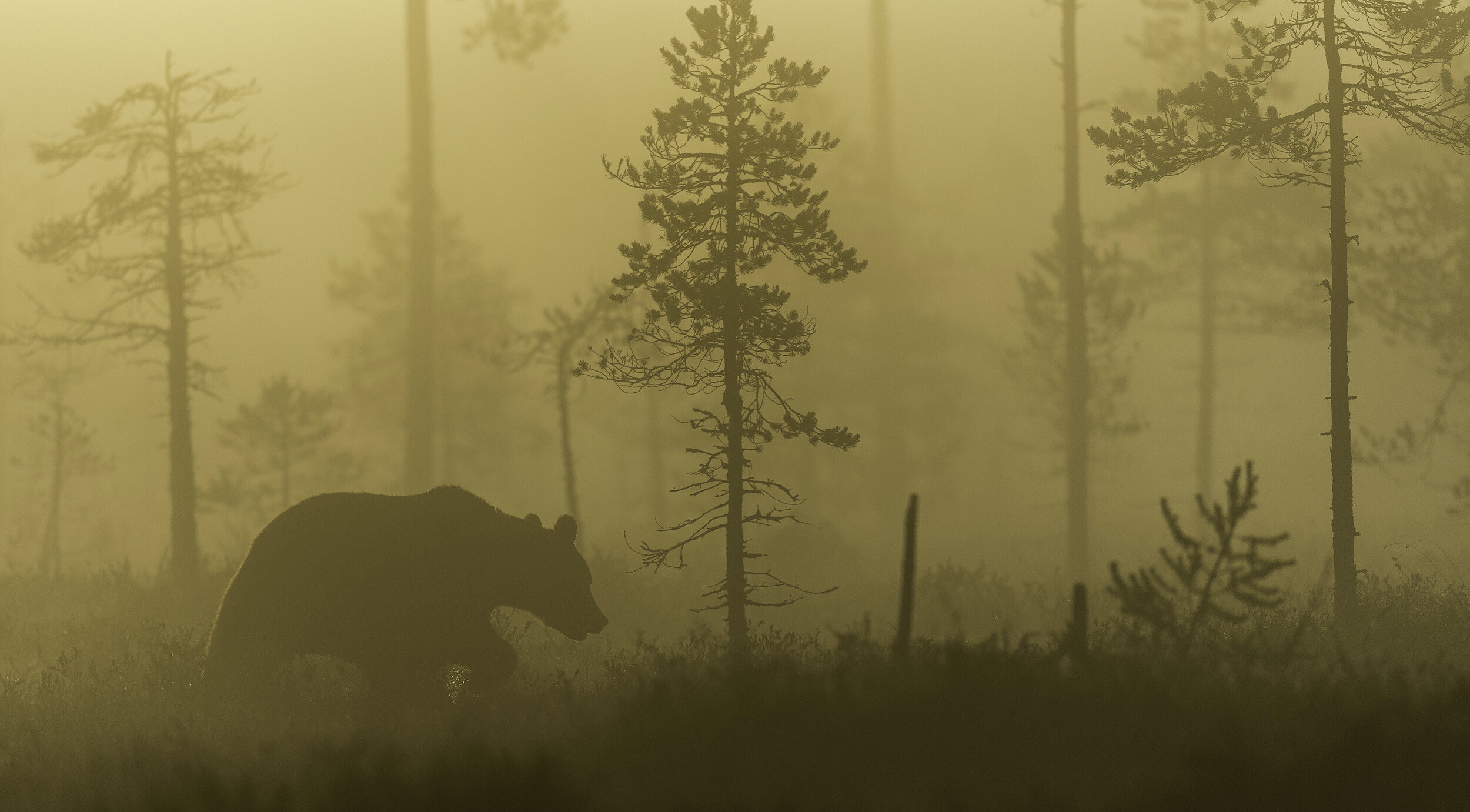 Bear in Golden Fog