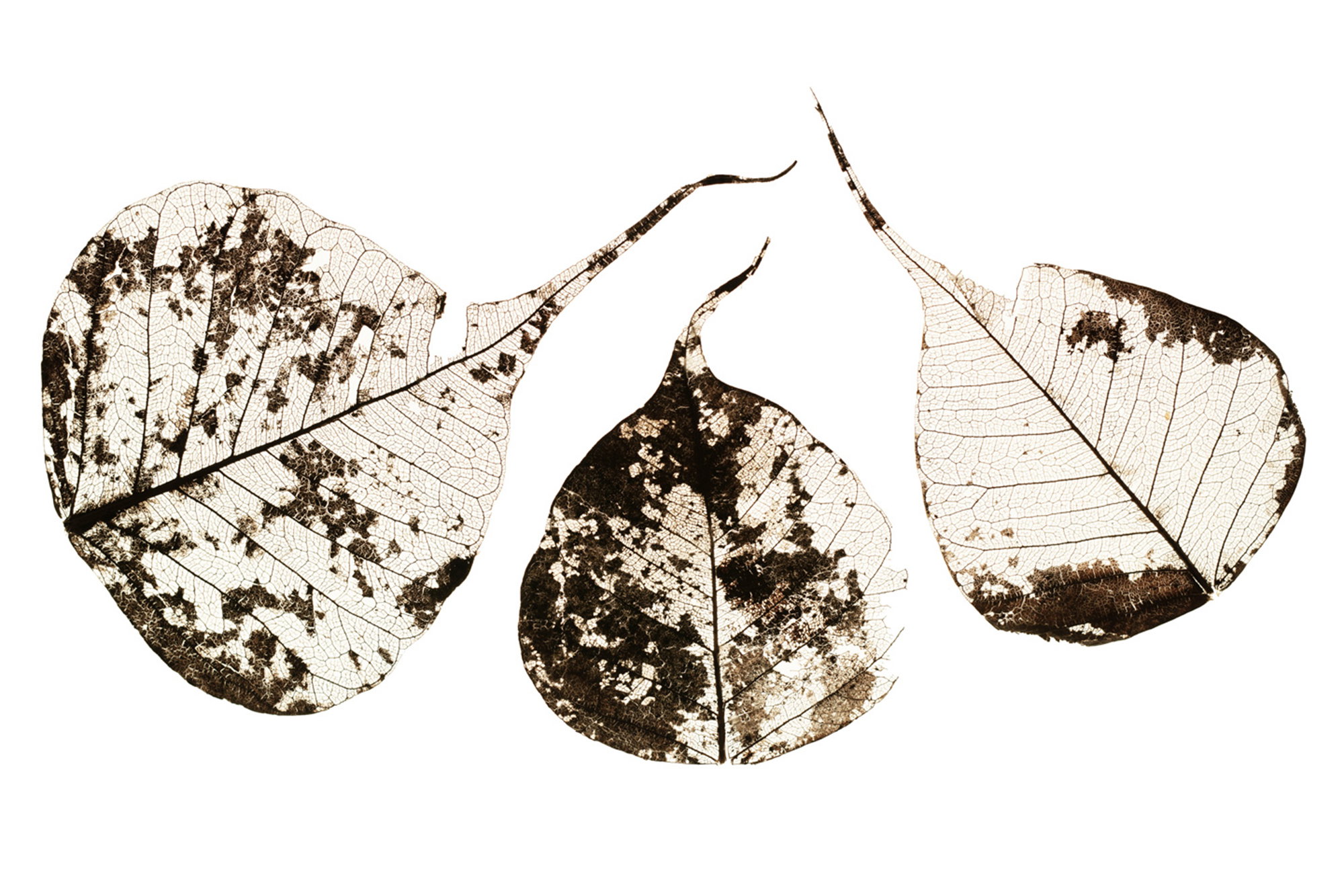 Fallen Leaves #1