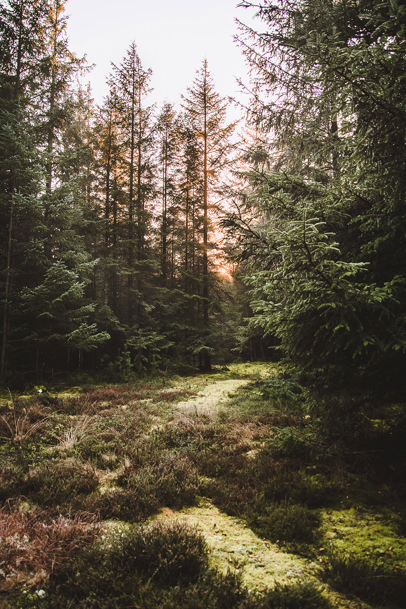 Nasjonalpark Thy II