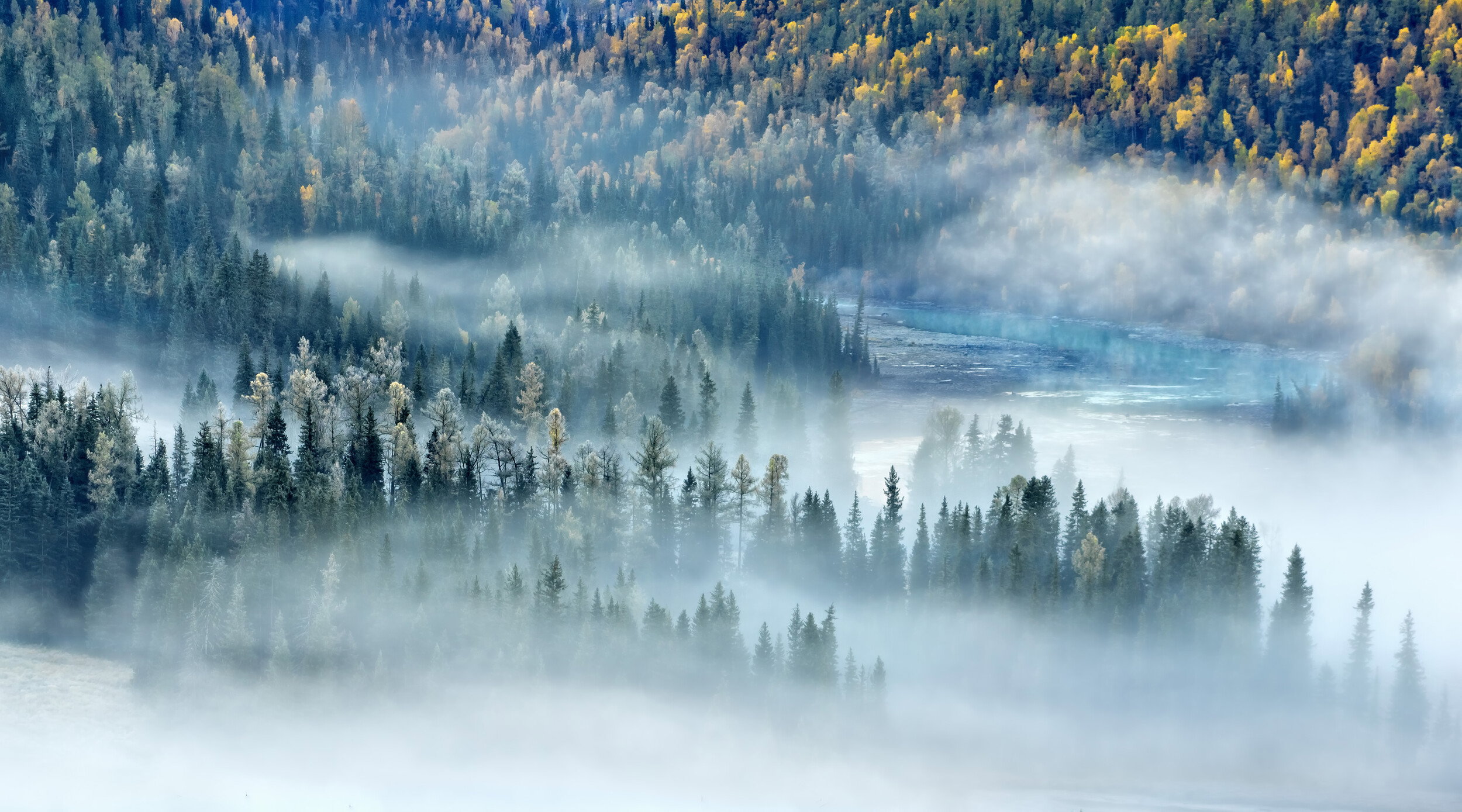Misty Autumn Forest Valley