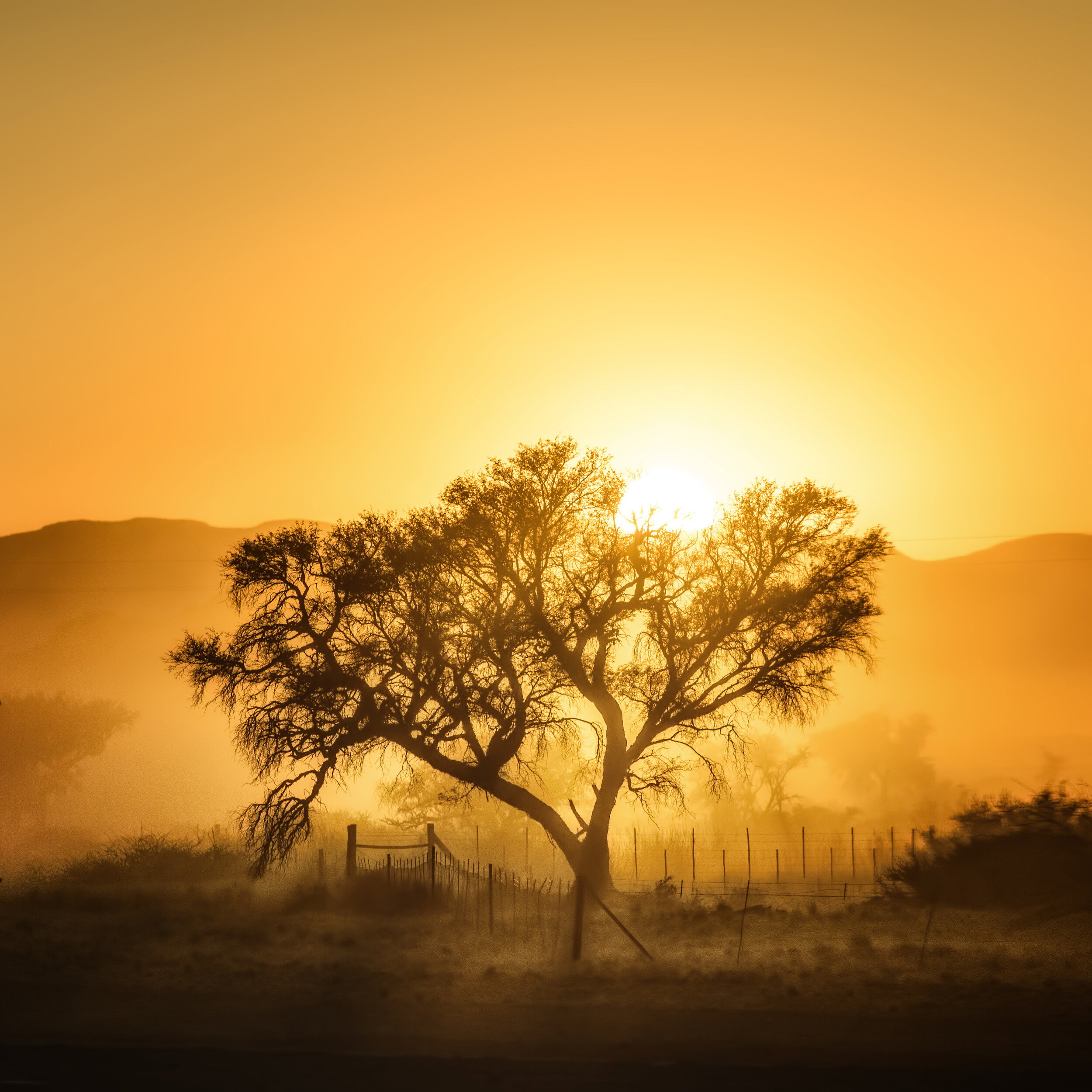 Golden Hour Tree