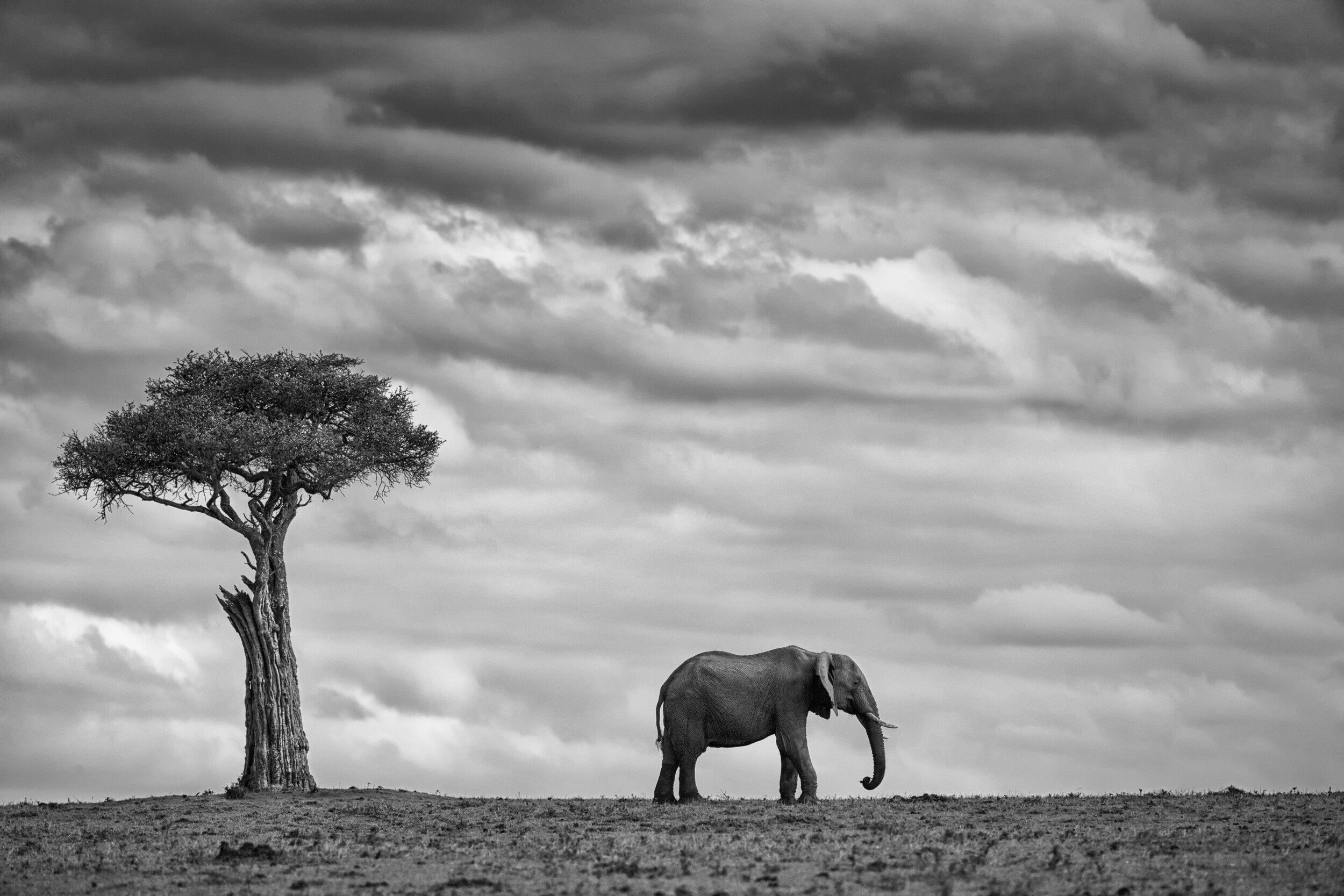 African Elephant Solitude